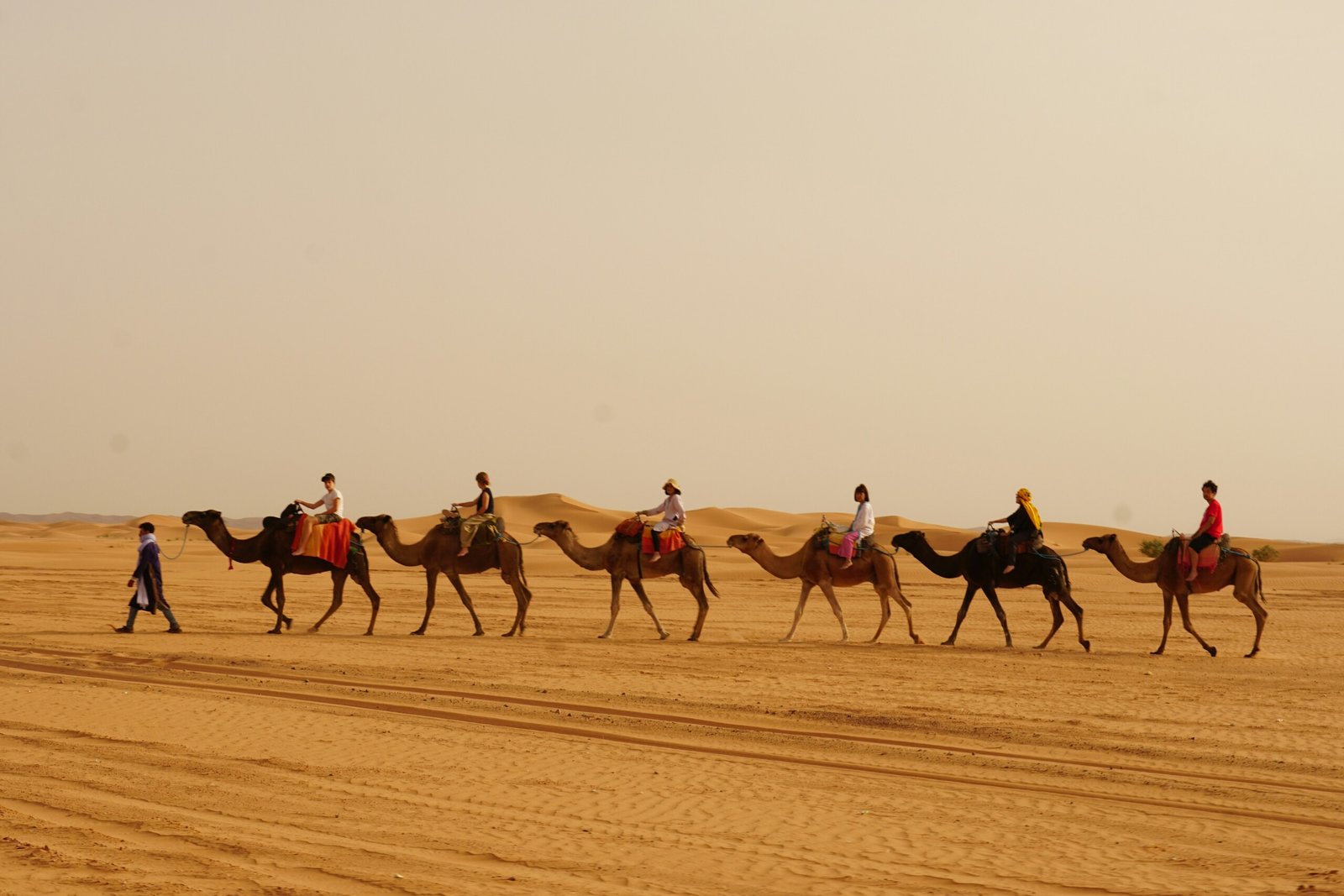 Camel trekking in Merzouga desert at sunset Morocco